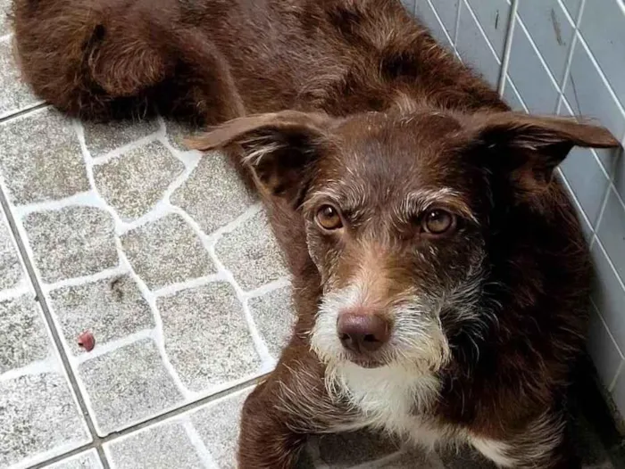 Cachorro ra a SRD-ViraLata idade 4 anos nome Fúria