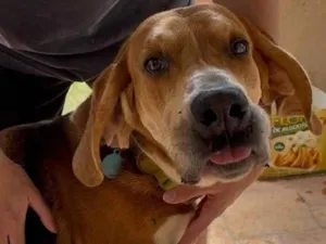 Cachorro raça Perdigueiro idade 3 anos nome Bob