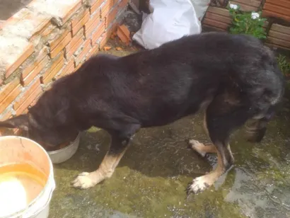 Cachorro raça Pastor Alemão idade 6 ou mais anos nome CARLOS CRISOSTOMO DA SILVA