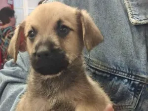 Cachorro raça SRD-ViraLata idade 2 a 6 meses nome BEGINHO