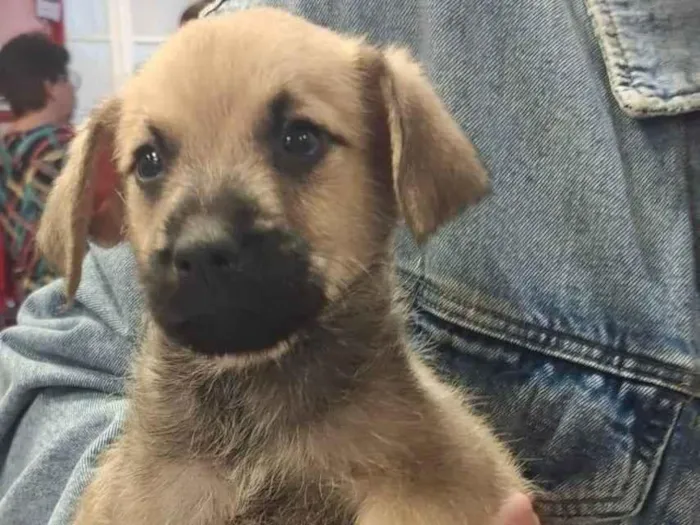 Cachorro ra a SRD-ViraLata idade 2 a 6 meses nome BEGINHO