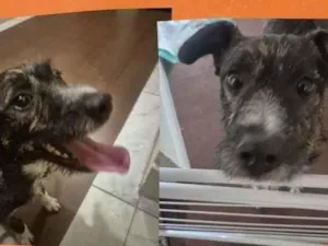 Cachorro raça SRD-ViraLata idade 1 ano nome ZEUS