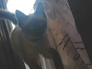 Gato raça Persa idade 7 a 11 meses nome Lokis 