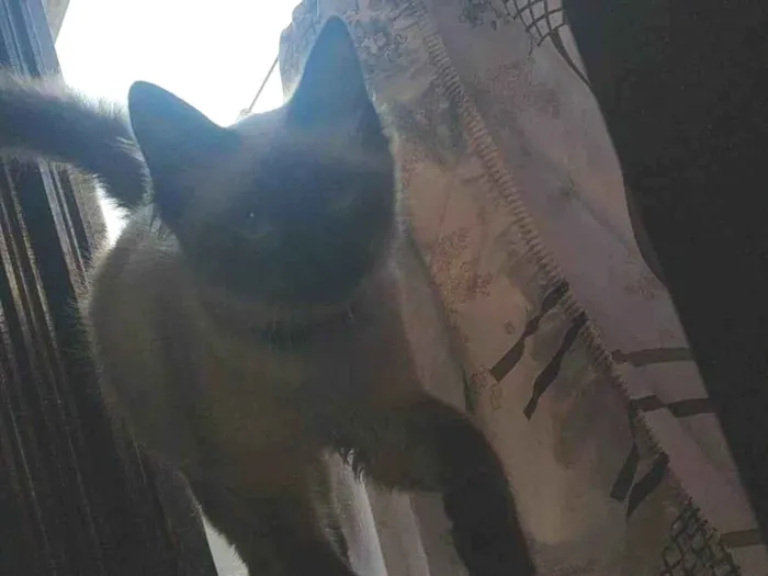 Gato ra a Persa idade 7 a 11 meses nome Lokis 