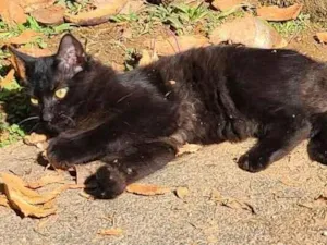 Gato raça SRD-ViraLata idade 7 a 11 meses nome Fera