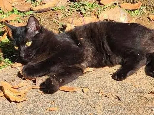 Gato ra a SRD-ViraLata idade 7 a 11 meses nome Fera