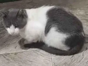 Gato raça SRD-ViraLata idade 2 anos nome Félix 