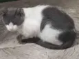 Félix