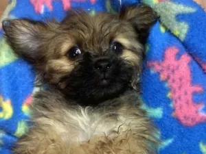 Cachorro raça Shitzu idade 2 a 6 meses nome Rubi