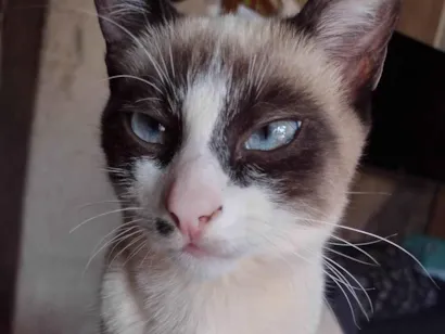 Gato raça SRD-ViraLata idade 2 a 6 meses nome Emilha