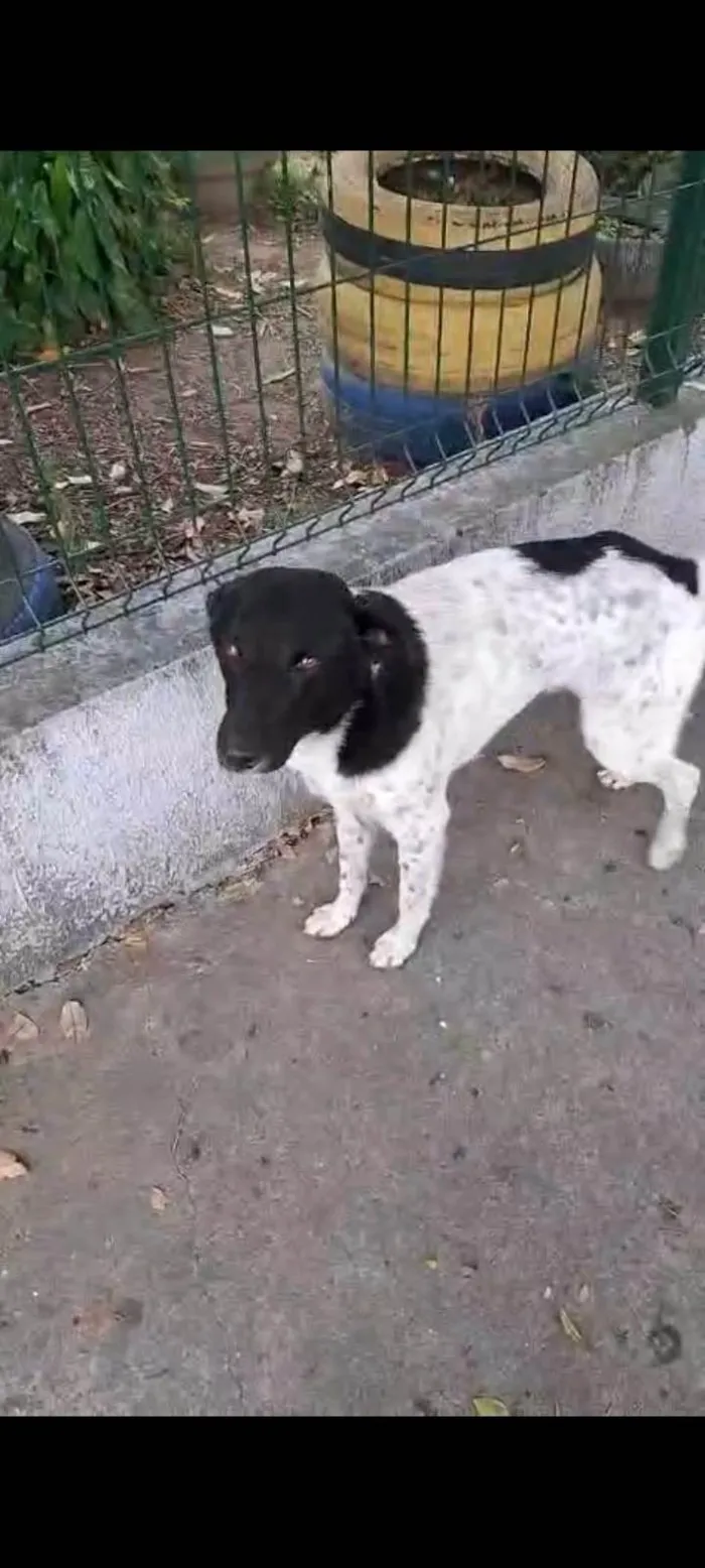 Cachorro ra a SRD-ViraLata idade 1 ano nome Malhado
