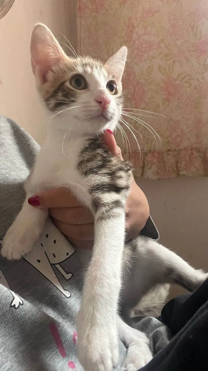 Gato ra a SRD-ViraLata idade 7 a 11 meses nome Sem Nome