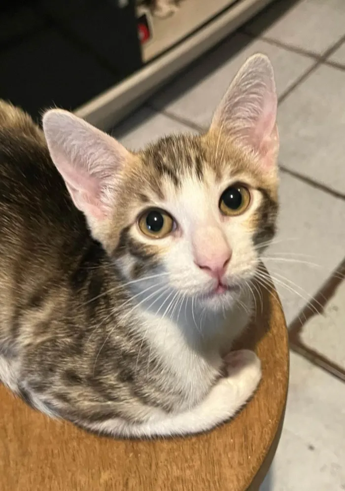Gato ra a SRD-ViraLata idade 7 a 11 meses nome Sem Nome