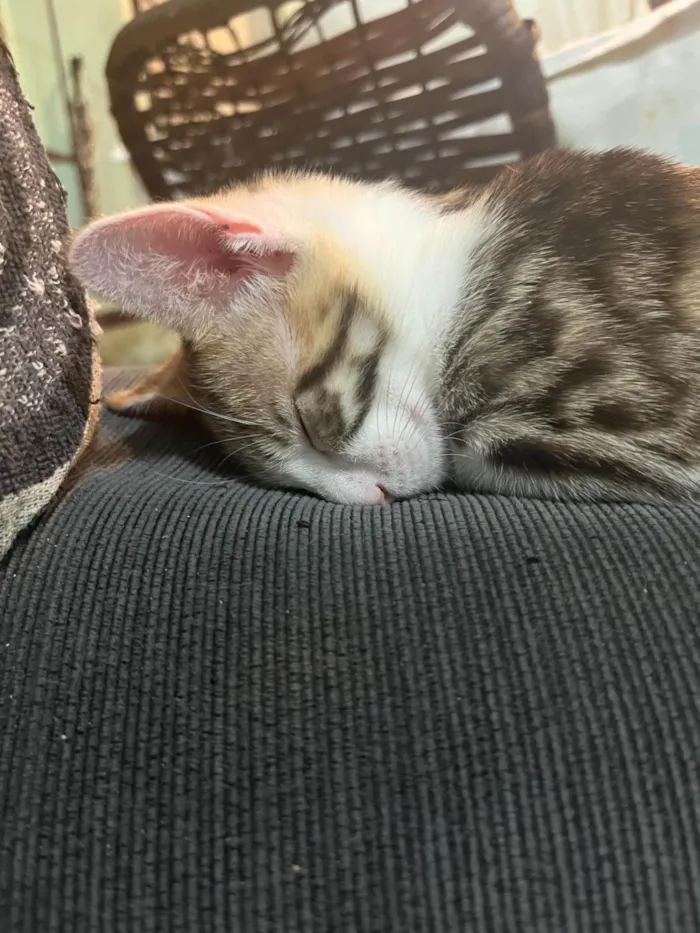 Gato ra a SRD-ViraLata idade 7 a 11 meses nome Sem Nome