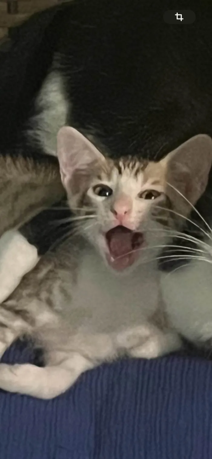 Gato ra a SRD-ViraLata idade 7 a 11 meses nome Sem Nome