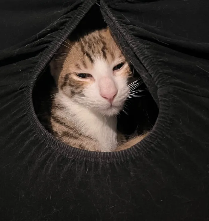 Gato ra a SRD-ViraLata idade 7 a 11 meses nome Sem Nome