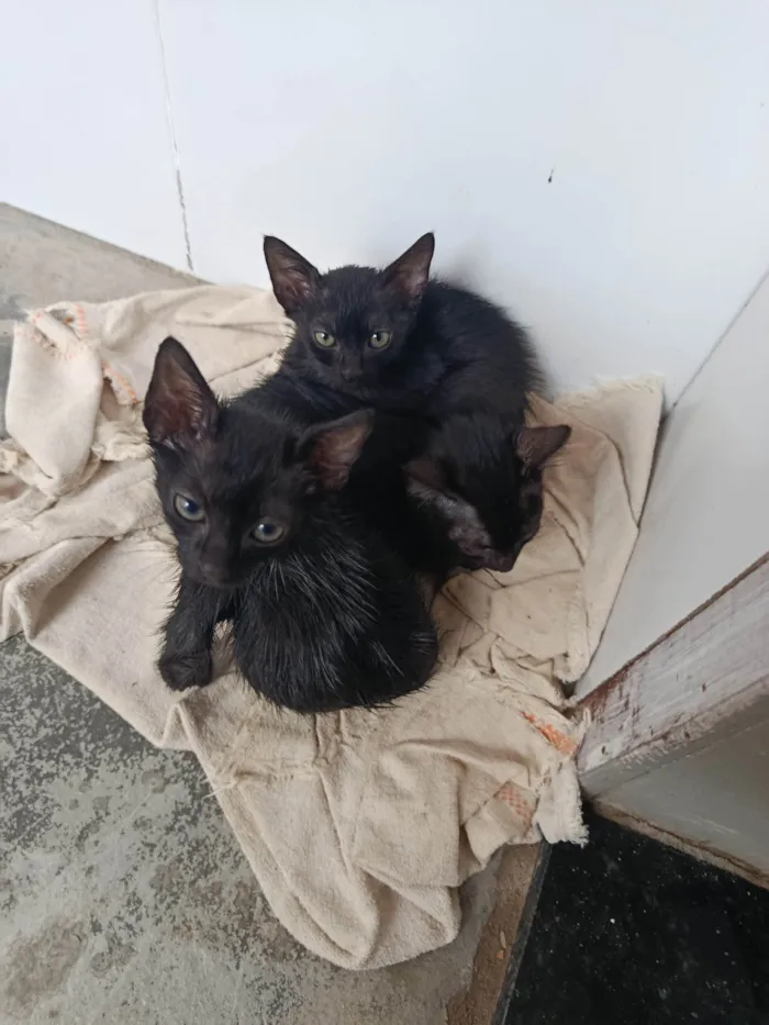 Gato ra a SRD-ViraLata idade 2 a 6 meses nome Francisco 