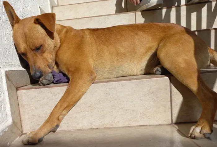 Cachorro ra a SRD-ViraLata idade 2 anos nome Pedro