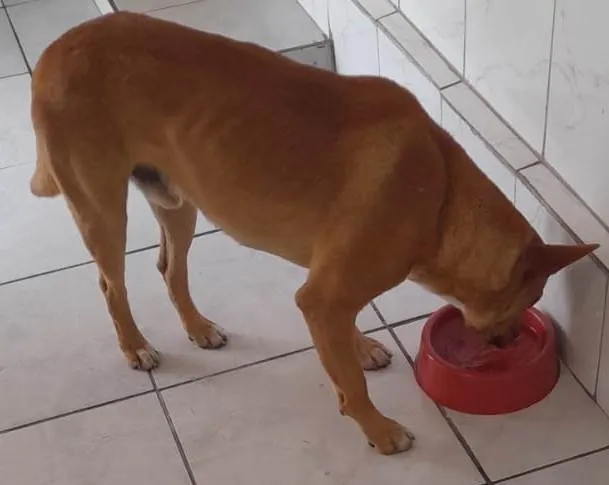 Cachorro ra a SRD-ViraLata idade 2 anos nome Pedro