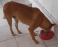 Pedro