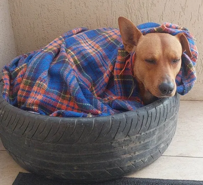 Cachorro ra a SRD-ViraLata idade 2 anos nome Pedro