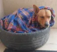 Pedro