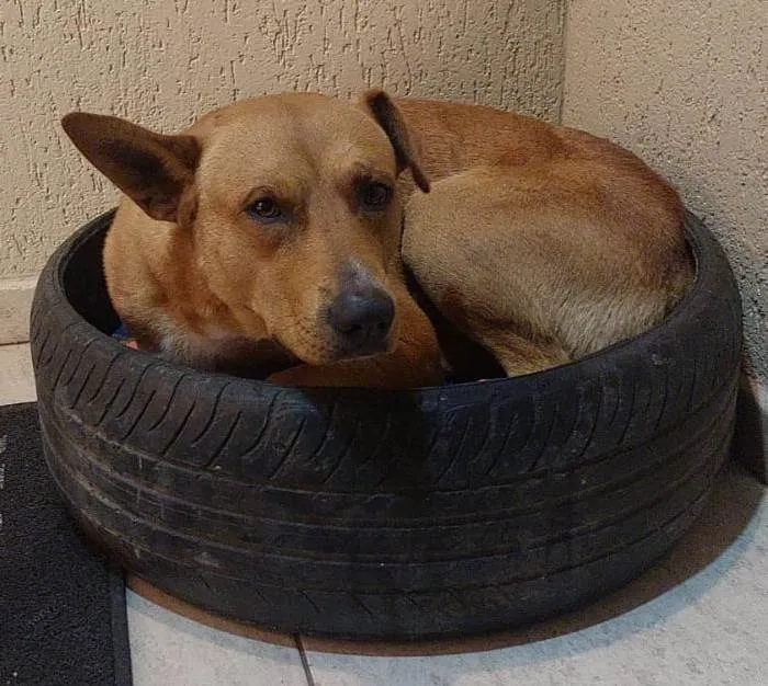 Cachorro ra a SRD-ViraLata idade 2 anos nome Pedro