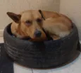 Pedro