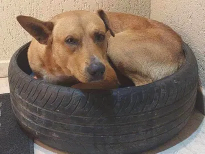 Cachorro raça SRD-ViraLata idade 2 anos nome Pedro
