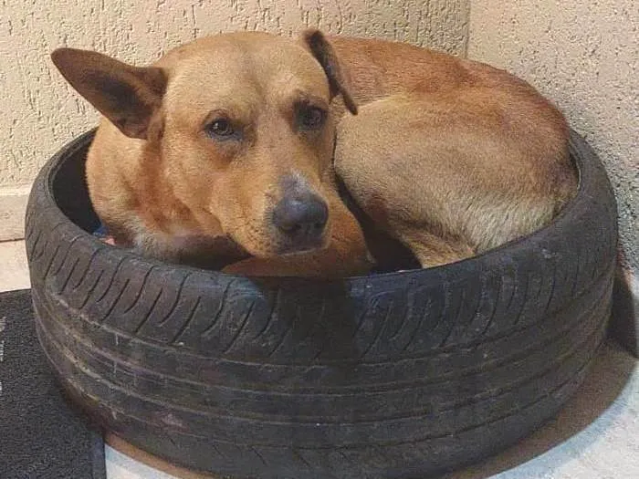 Cachorro ra a SRD-ViraLata idade 2 anos nome Pedro