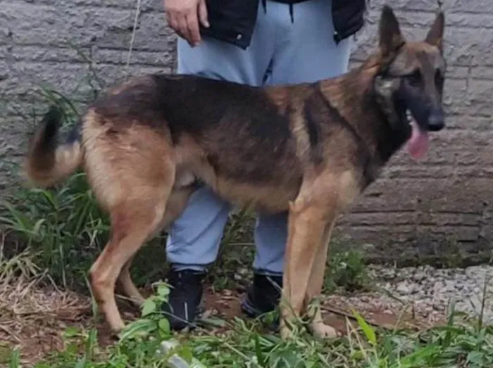Cachorro ra a Pastor Alemão idade 1 ano nome Alvaro