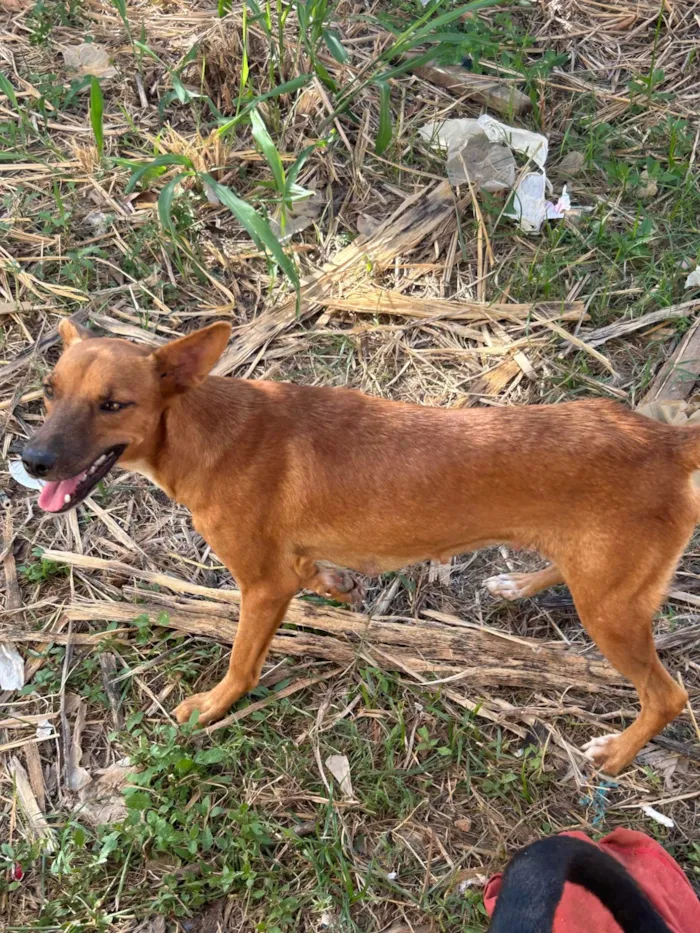 Cachorro ra a SRD-ViraLata idade 2 anos nome Aurora 