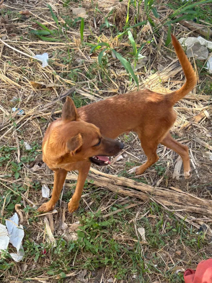 Cachorro ra a SRD-ViraLata idade 2 anos nome Aurora 