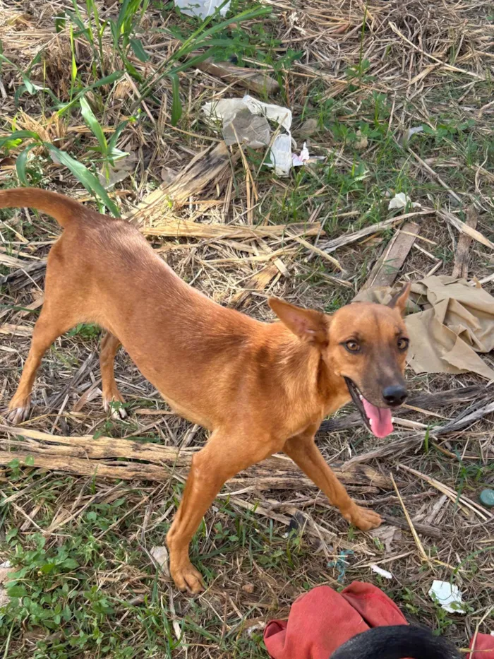 Cachorro ra a SRD-ViraLata idade 2 anos nome Aurora 