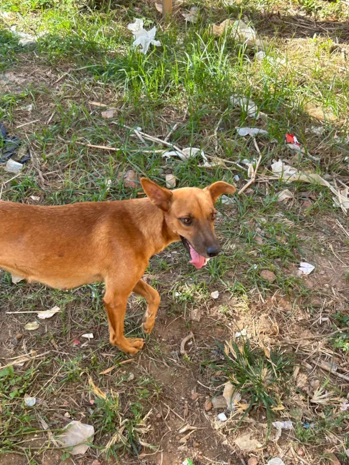 Cachorro ra a SRD-ViraLata idade 2 anos nome Aurora 