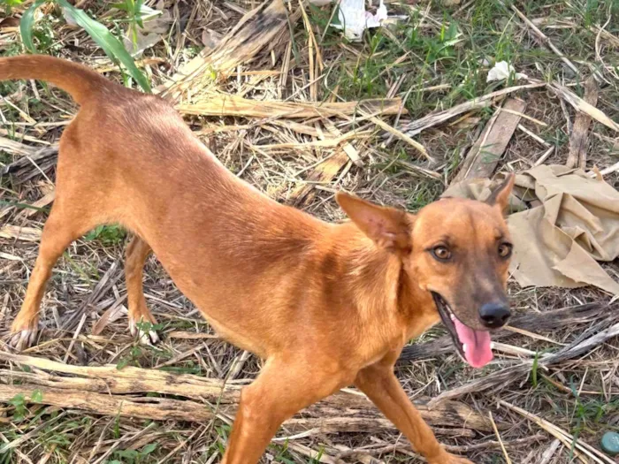 Cachorro ra a SRD-ViraLata idade 2 anos nome Aurora 