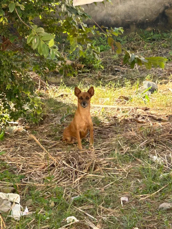 Cachorro ra a SRD-ViraLata idade 2 a 6 meses nome Amora 