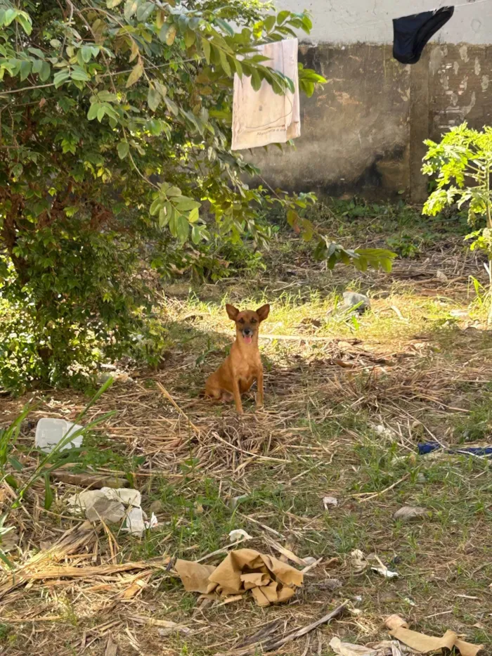Cachorro ra a SRD-ViraLata idade 2 a 6 meses nome Amora 