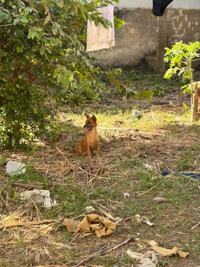Cachorro ra a SRD-ViraLata idade 2 a 6 meses nome Amora 