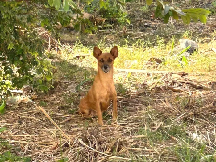 Cachorro ra a SRD-ViraLata idade 2 a 6 meses nome Amora 