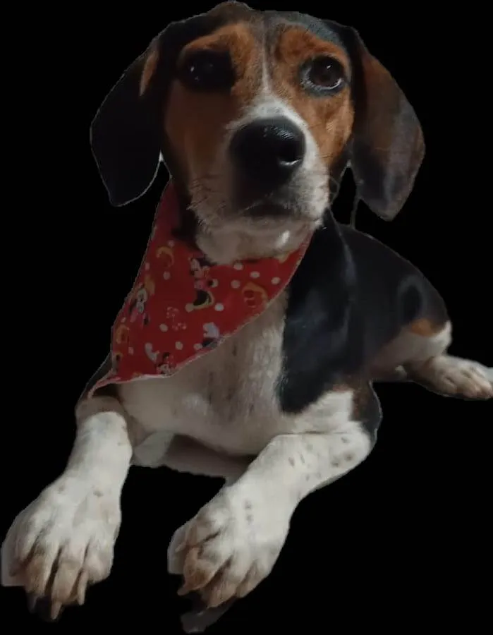 Cachorro ra a Basset-Cofap idade 2 anos nome Snoop