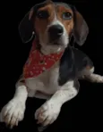 Snoop