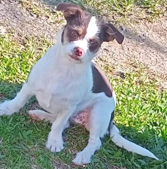 Cachorro ra a SRD-ViraLata idade 2 a 6 meses nome Ruby