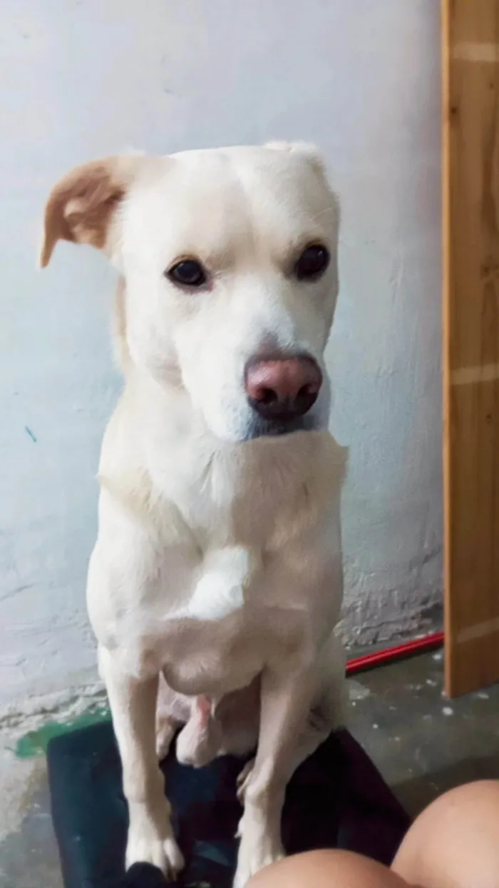 Cachorro ra a Labrador idade 3 anos nome Skank 