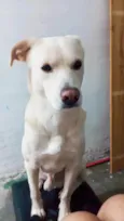 Skank