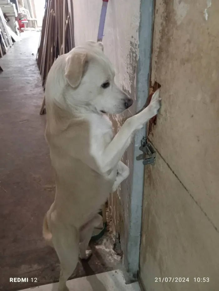 Cachorro ra a Labrador idade 3 anos nome Skank 