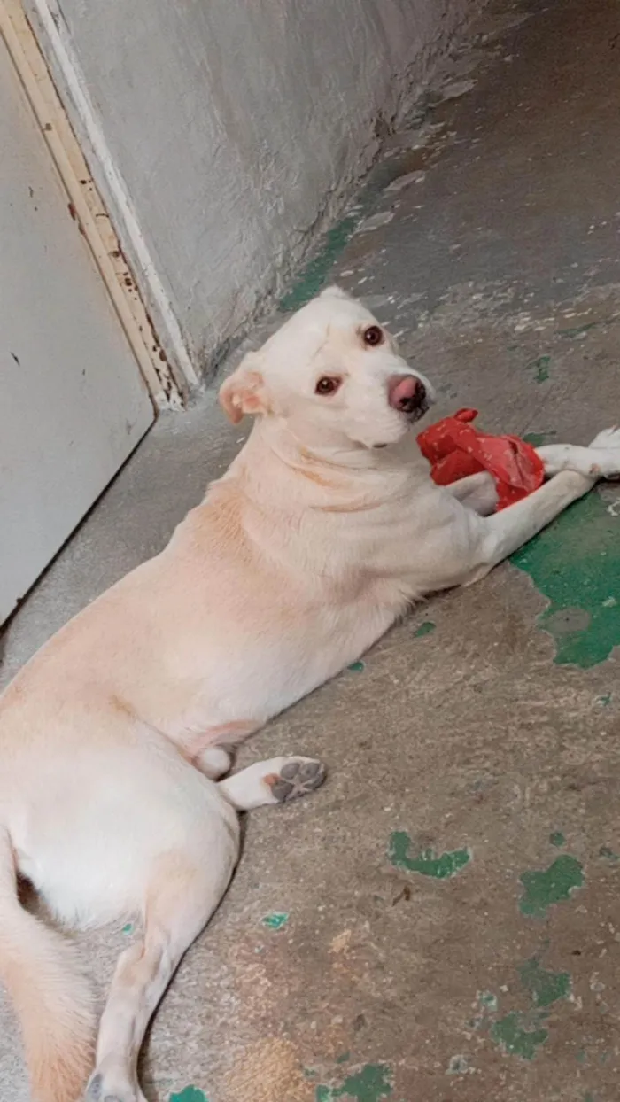 Cachorro ra a Labrador idade 3 anos nome Skank 