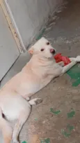 Skank