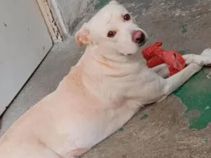 Cachorro raça Labrador idade 3 anos nome Skank 