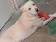 Skank